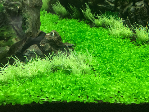 Ic029 Ada Tissue Culture Plant Micranthemum Monte Carlo Labeled A Aqua Forest Aquarium