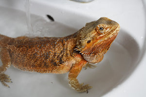 How Long Do Bearded Dragons Live The Critter Depot