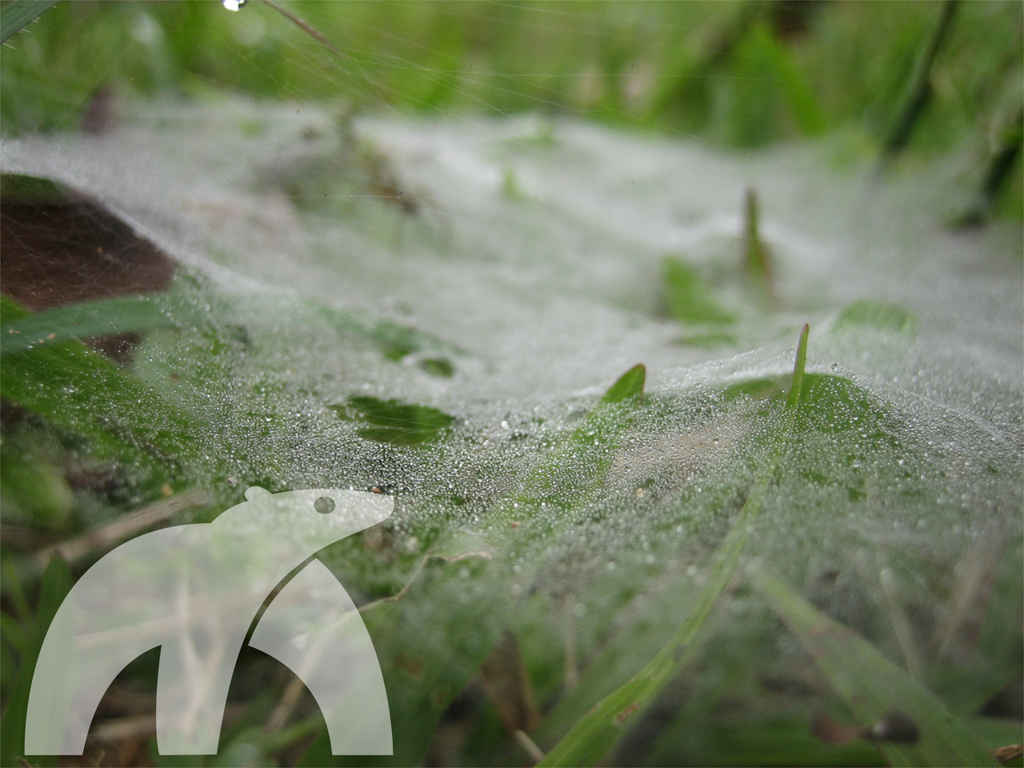Spiderlawn Or Dollar Spot A July Tradition
