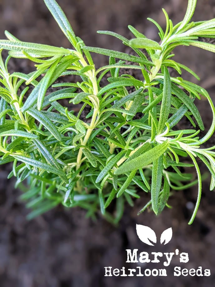 Rosemary Mary S Heirloom Seeds