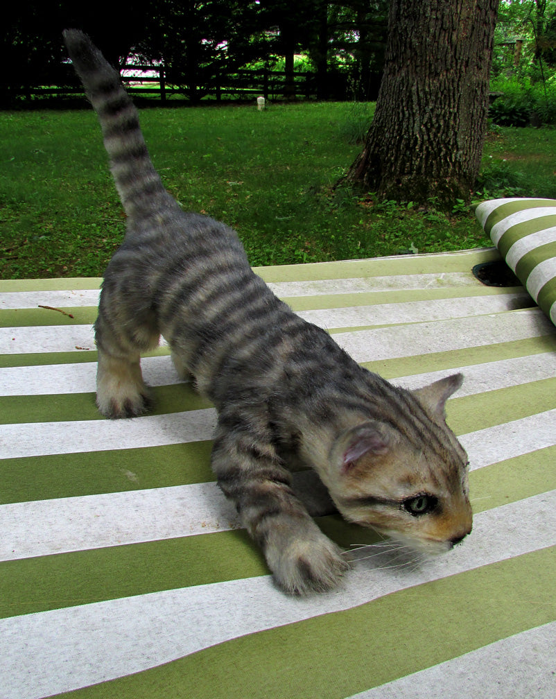 Gray Tabby Kitten Prop Dapper Cadaver Props