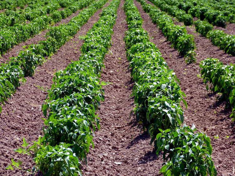 Hot Pepper Seeds In Bulk Green Chile Super Hot Peppers Bulk 100 Ct Sandia Seed Company