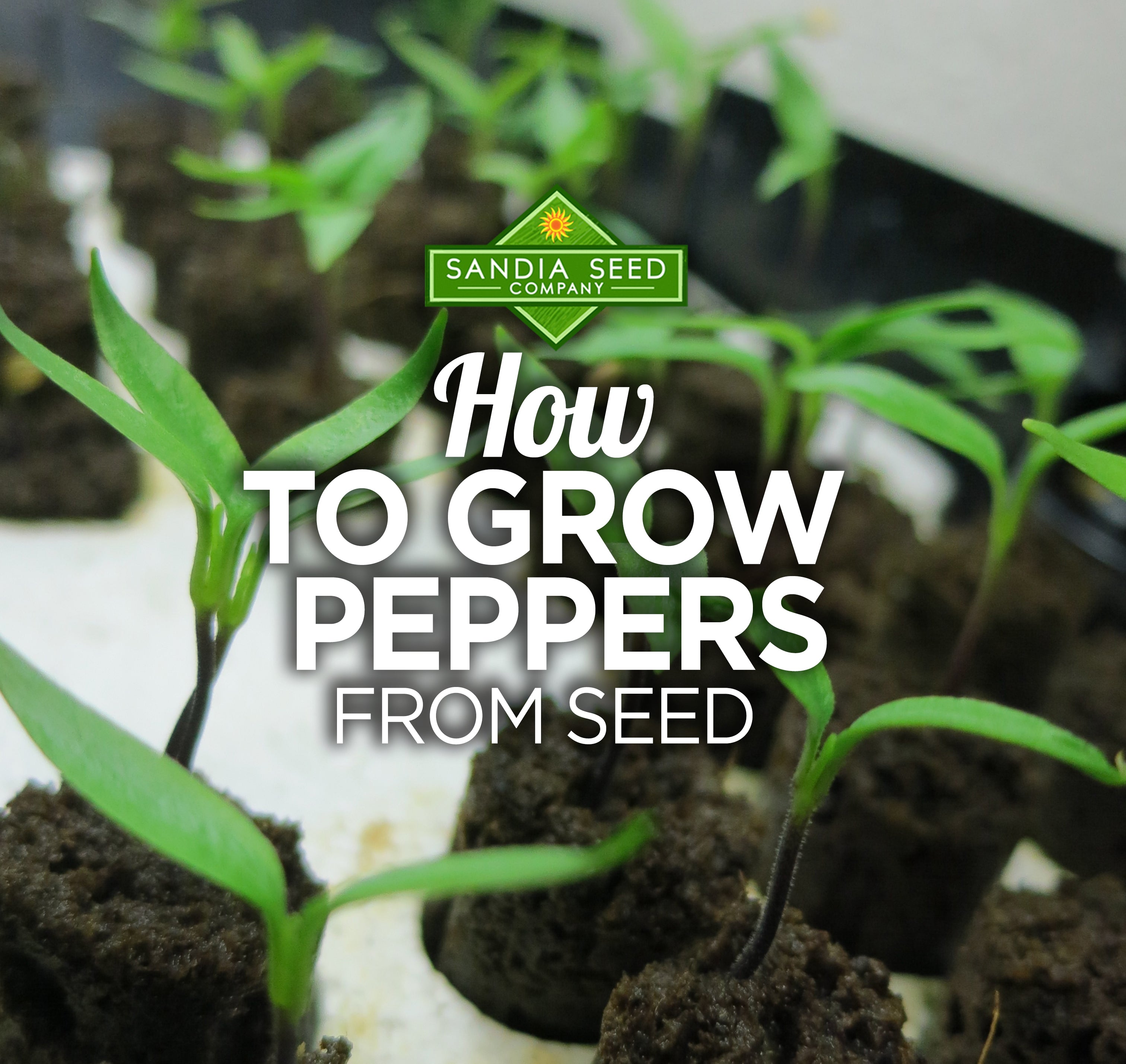 Growing Peppers From Seed Our Top 12 Tips Sandia Seed Company