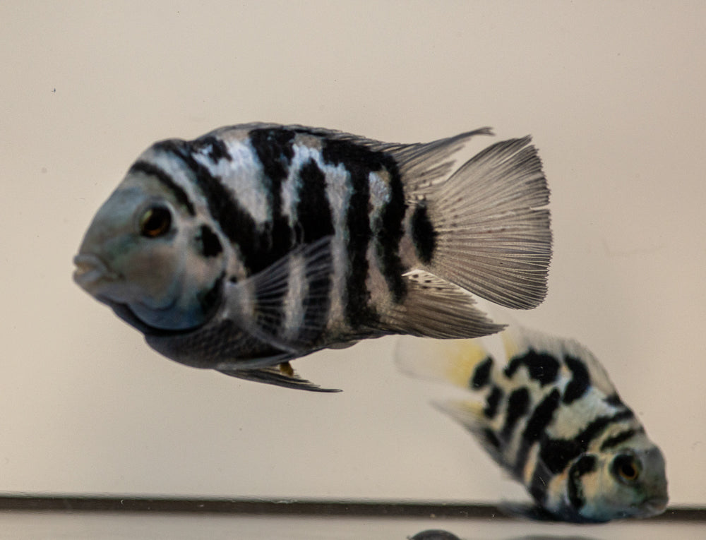 Polar Blue Parrot Convict Cichlid Tampa Bay Cichlids