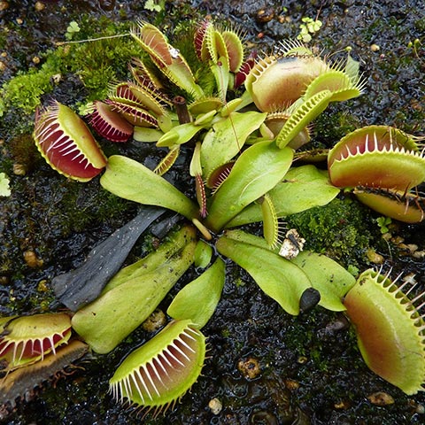 6 Easy Tips For Growing Venus Flytraps Bonsai Tree Pty Ltd