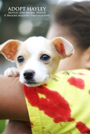 Adopt A Rock Star From Motley Zoo Animal Rescue The Music Zoo
