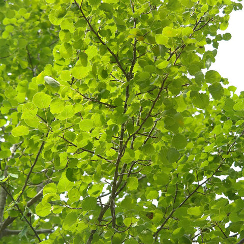 Hybrid Poplar Tree Northern Ridge Nursery