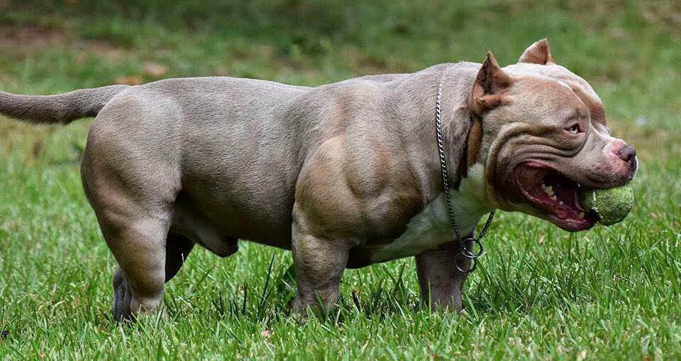 Mini Bullies For Sale Online 58 Off Empow Her Com
