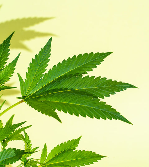 Cbd Oil Risks Side Effects And What You Need To Know Foria