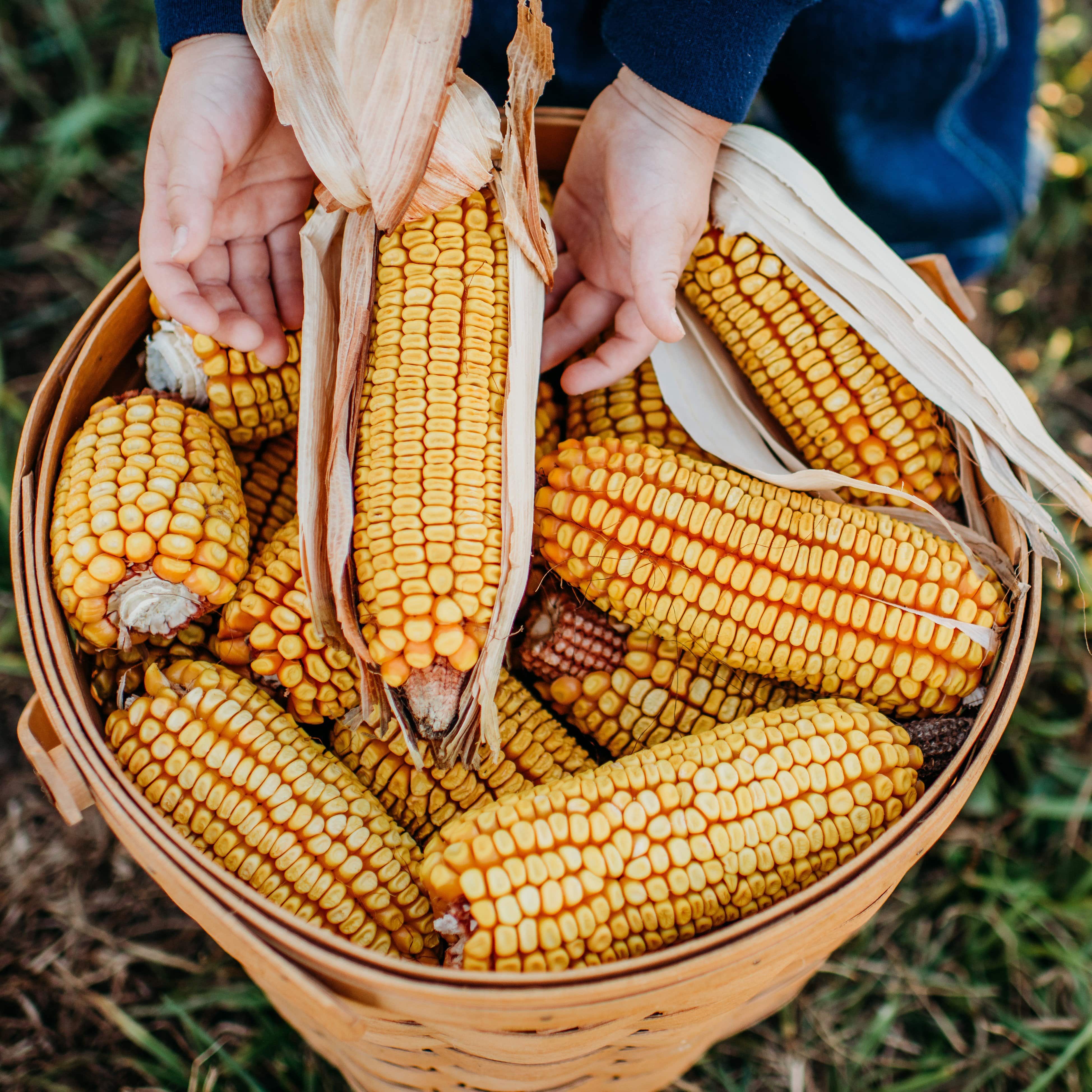 Heirloom Corn Seeds Thresh Seed Co