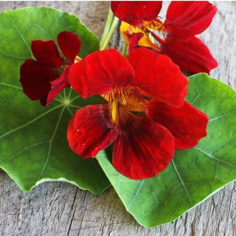 Black Velvet Nasturtium