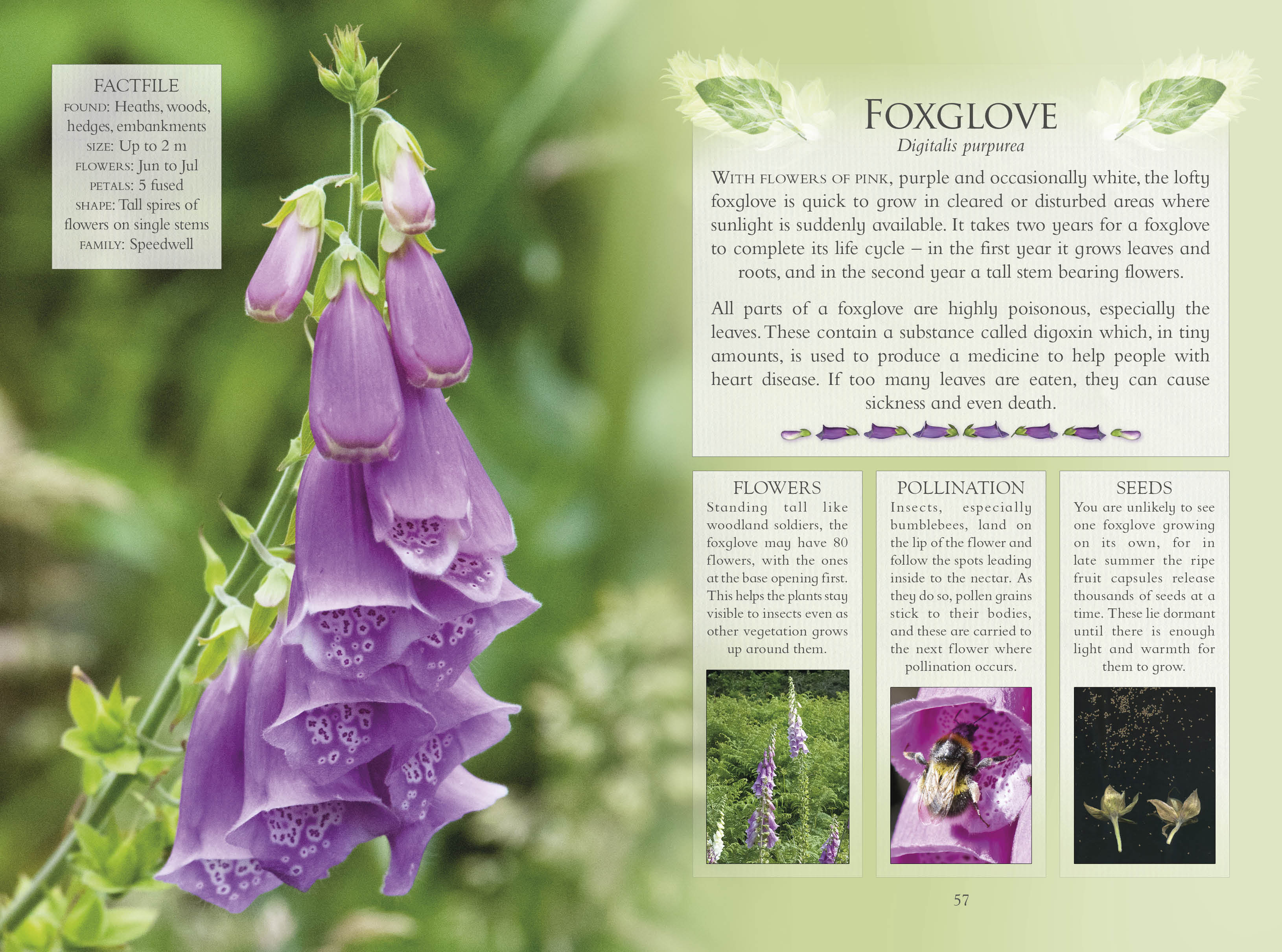The Little Book Of Wild Flowers Plantlife Shop
