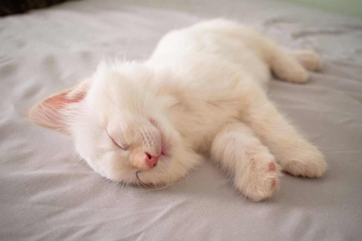 Cat Snoring What Pet Owners Should Know Pretty Litter Prettylitter