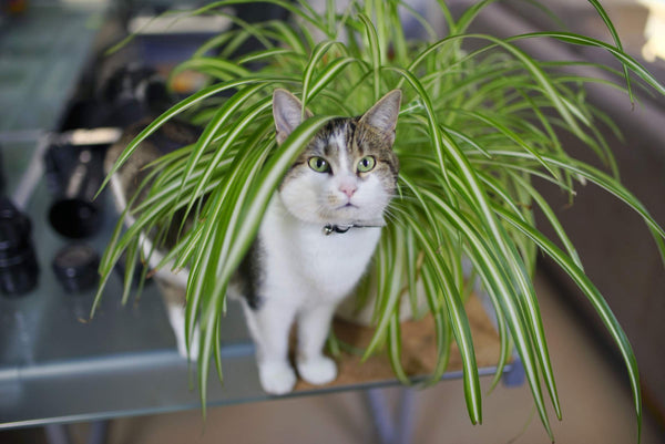 Best Cat Safe Plants To Eat Prettylitter Prettylitter