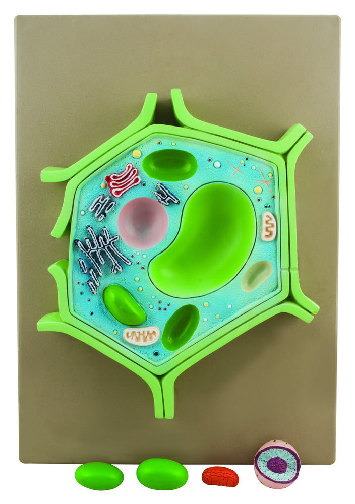 Eisco Labs 4 Part Plant Cell Model On Base Chloroplast Mitochondrion