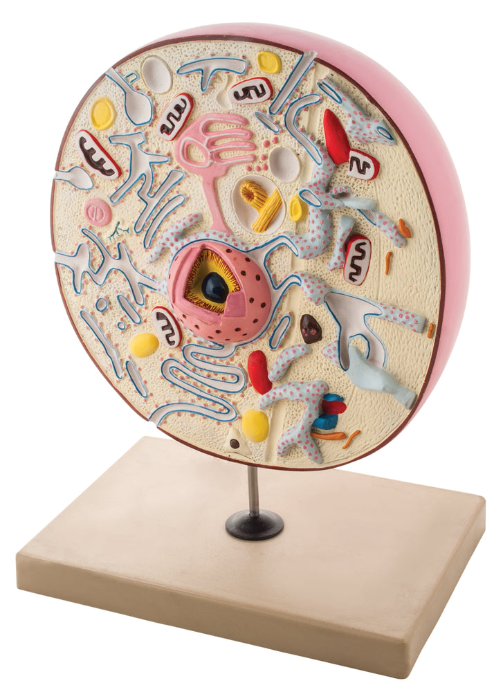 Animal Cell 3d Eisco Labs