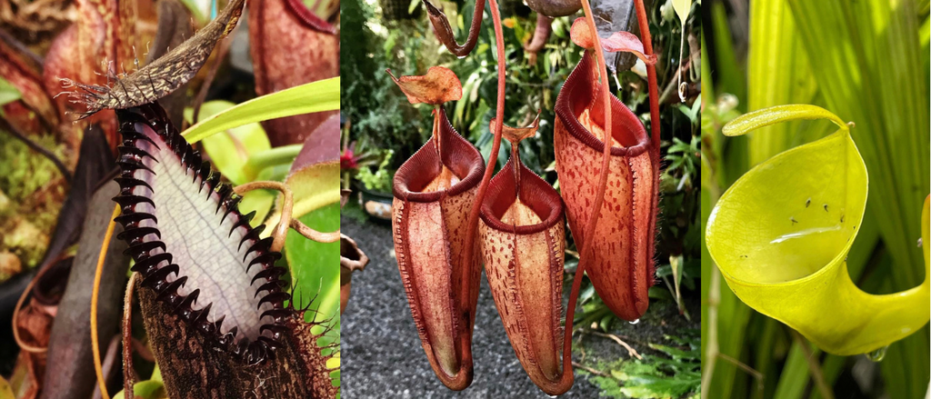 California Carnivores Carnivorous Plant Nursery