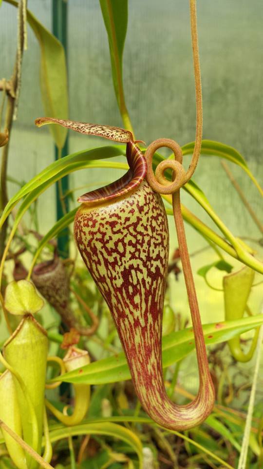 Tropical Pitcher Plants Nepenthes Growing Tips