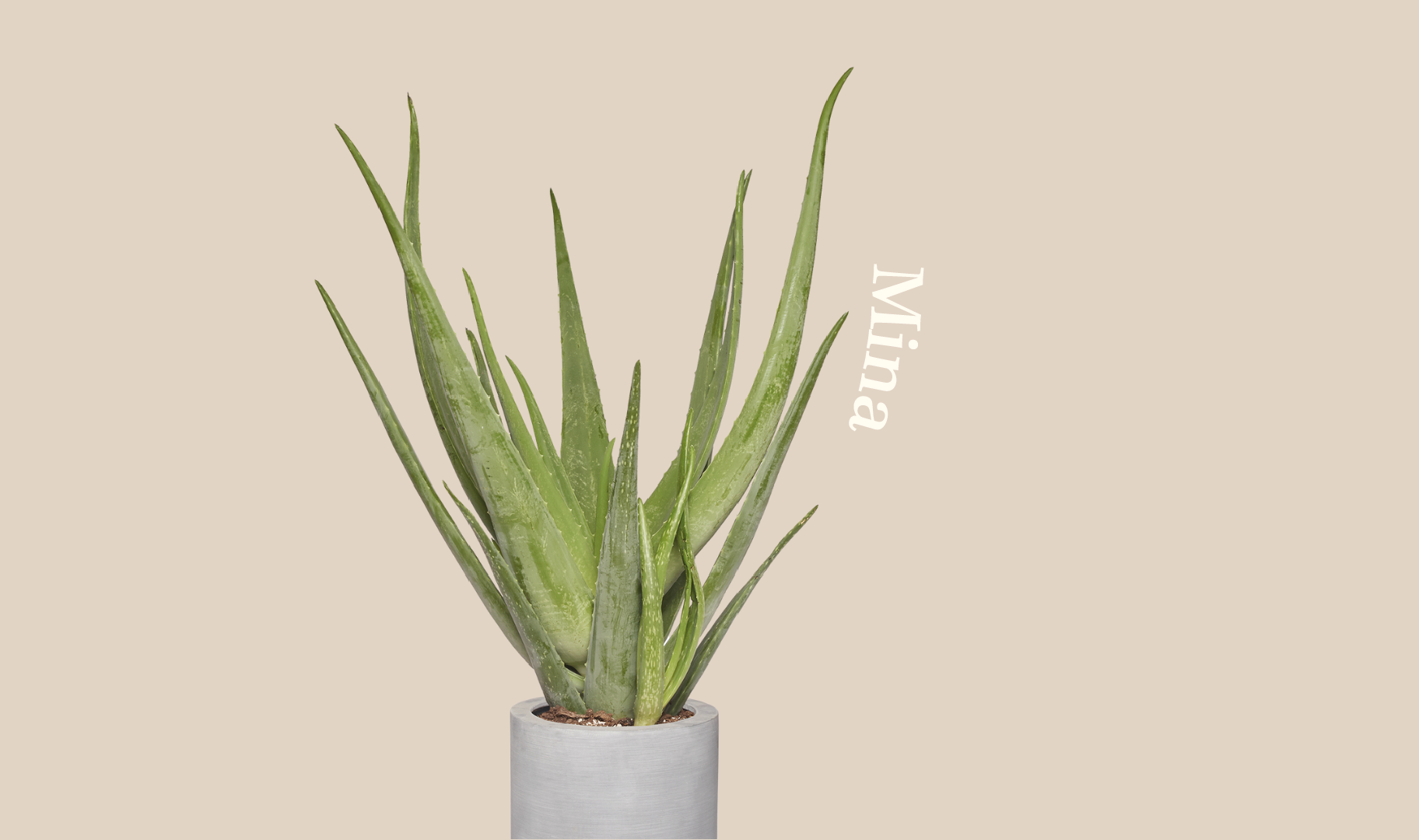 Fiche Entretien Aloe Vera Arrosage Culture Et Maladies Pousse Fr Pousse Fr