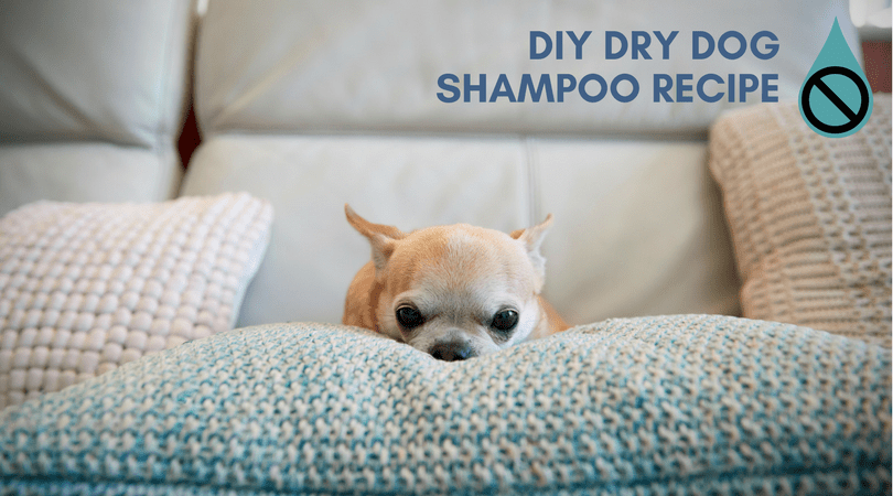 Diy Waterless Dog Shampoo For The Extreme Cold Winter Months 4 Legger