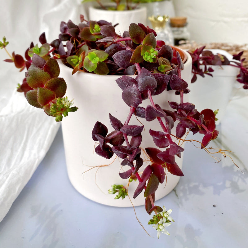Calico Kitten Nvi Garden