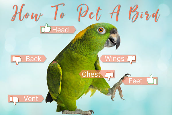 Hormonal Behavior In Parrots How To Pet A Parrot Birdsupplies Com