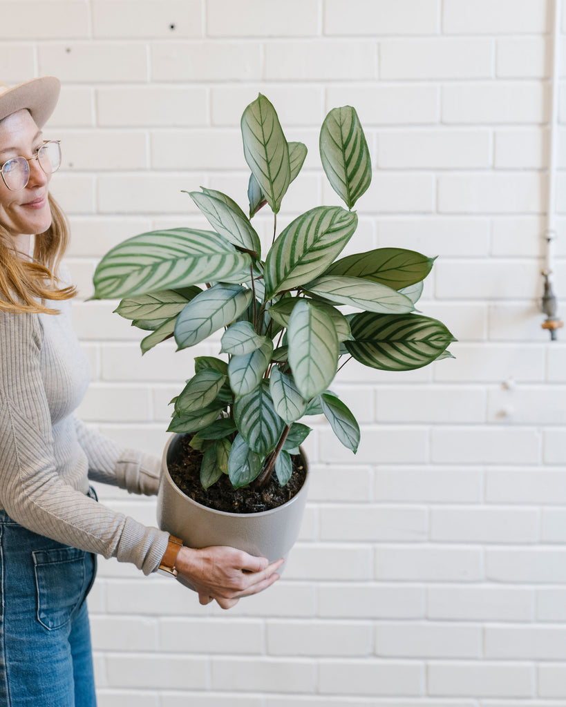 Never Never Plant Ctenanthe Stackwood