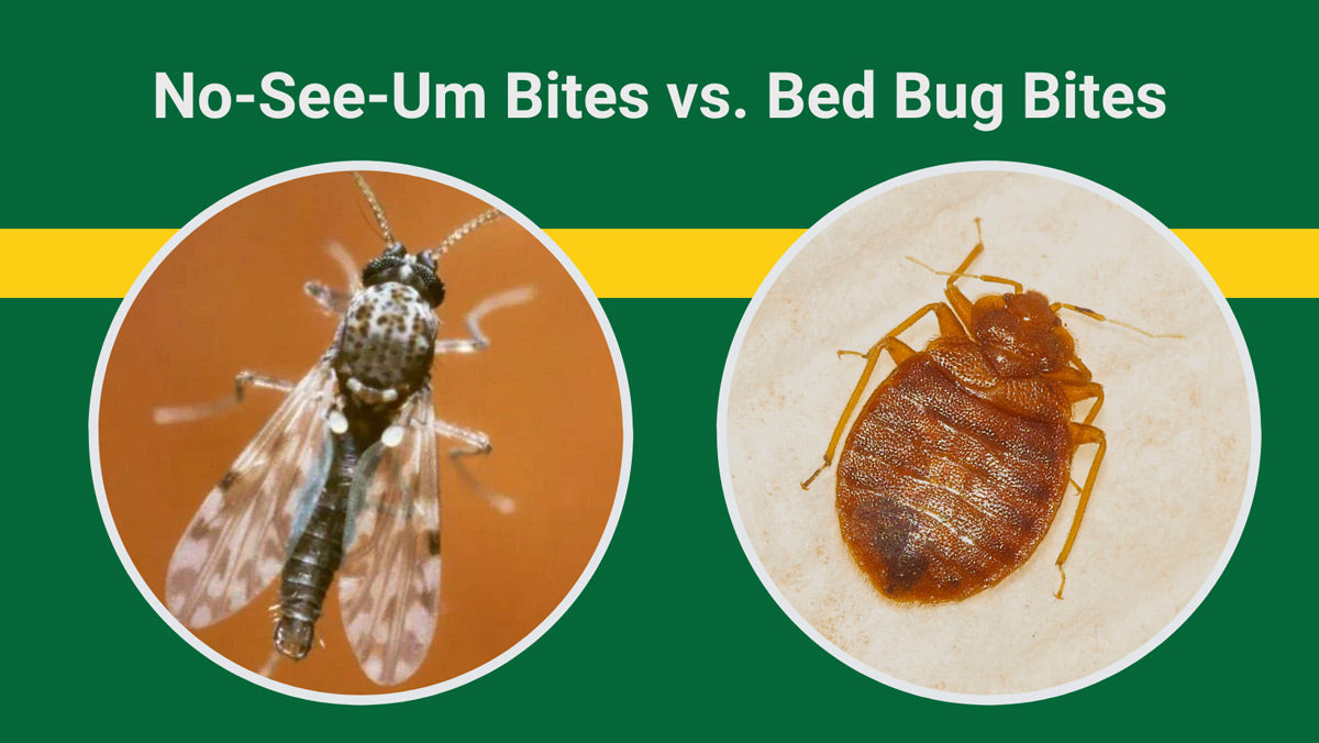 No See Um Bites Vs Bed Bug Bites Best Bee Brothers