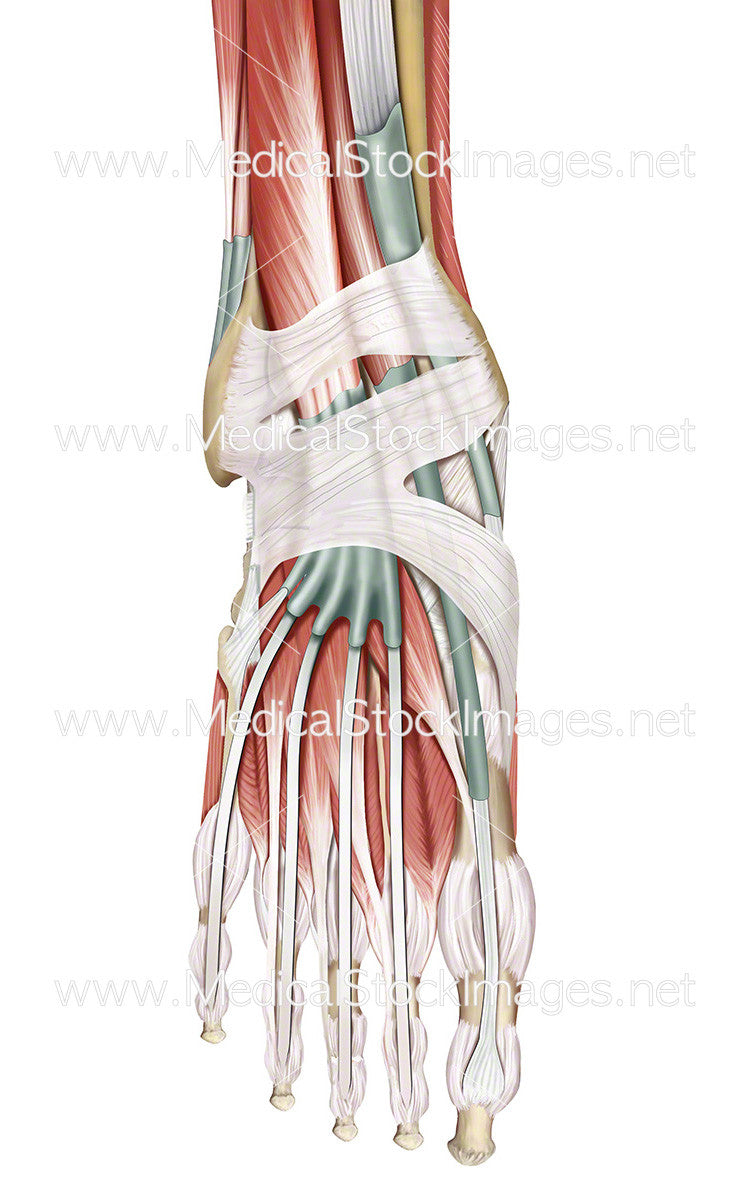 Muscles And Tendons Of The Foot In Dorsal View Medical Stock Images Company