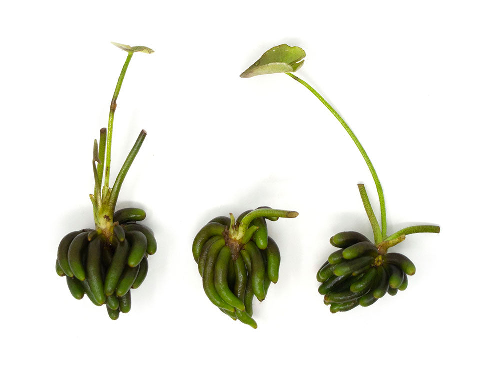 Banana Plant Nymphoides Aquatica Aquatic Arts On Sale Today For 8 99