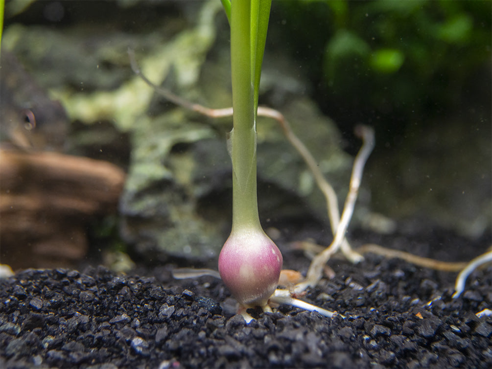 Dwarf Onion Plant Zephyranthes Candida Aquatic Arts On Sale Today For 2 99