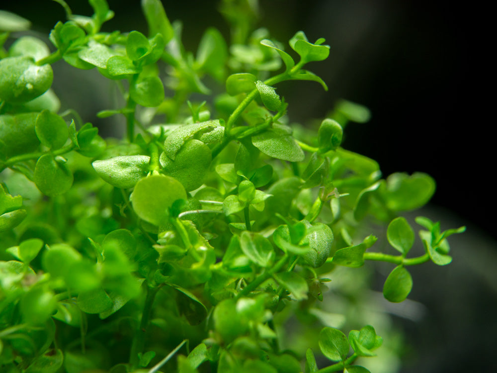 Monte Carlo Micranthemum Tweediei Pot Aquatic Arts On Sale Today For 9 99