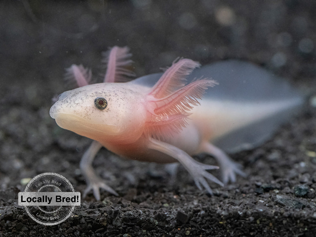 Lucy Leucistic Axolotl Ambystoma Mexicanum Locally Bred