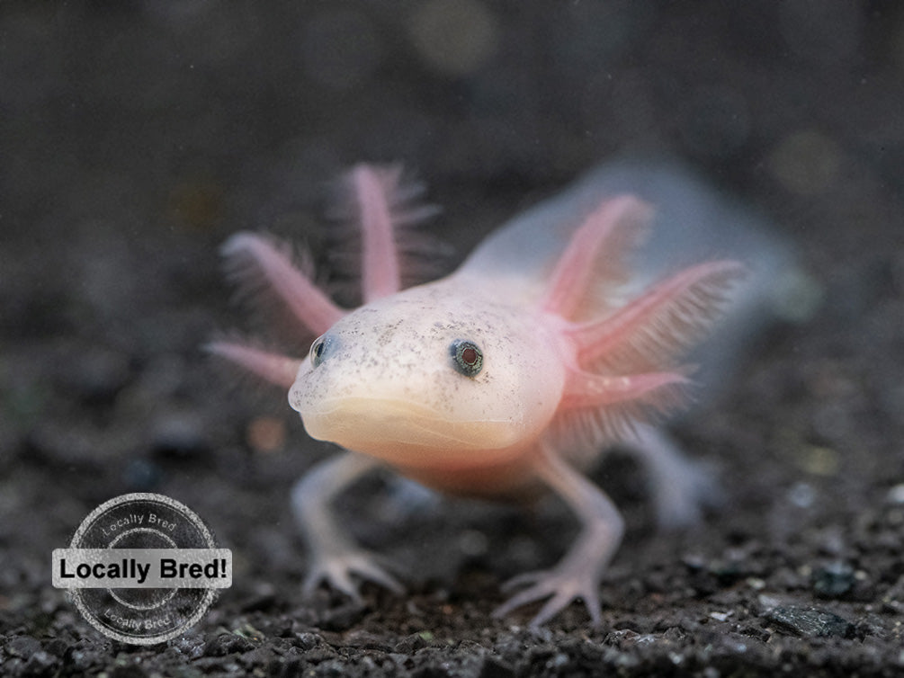 Lucy Leucistic Axolotl Ambystoma Mexicanum Locally Bred