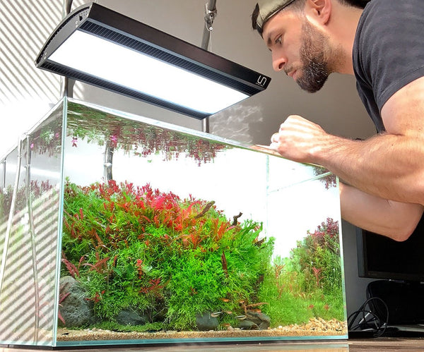 5 Tips On Substrate For A Planted Tank Buce Plant