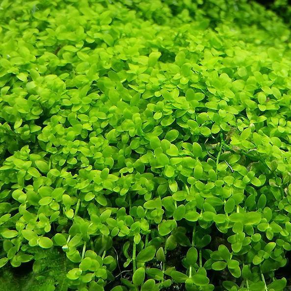 Micranthemum Monte Carlo Buce Plant