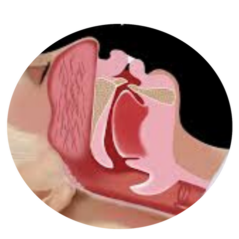What S The Root Cause Of Snoring And What Can You Do About It Sleepq