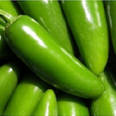 Tam Mild Jalapeno Pepper Two Plants Clovers Garden