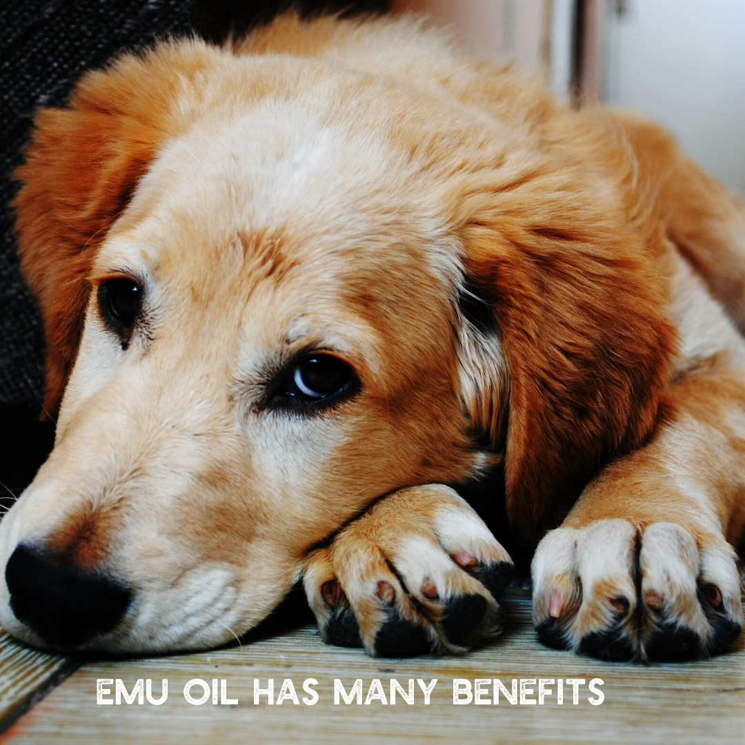 Aea Certified Refined Emu Oil For Dogs And Cats 100 Usa Ewegurt