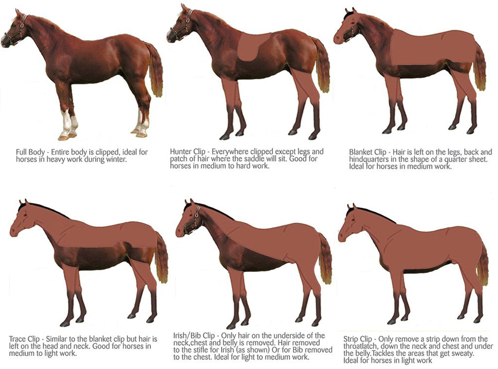 Horse Clipping Your Need To Know Guide R R Country