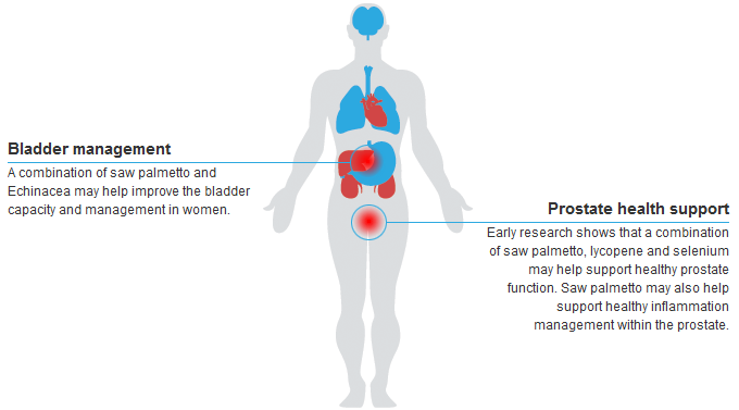 Saw Palmetto Health Benefits Uses Of Saw Palmetto Extract