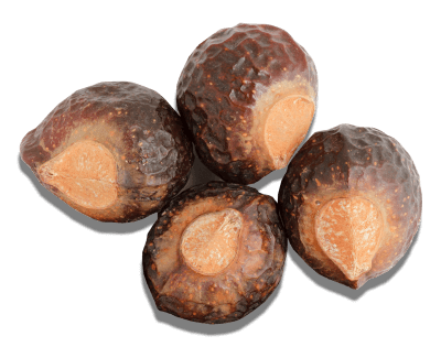 Soapberry Tree Growers Guide Soap Nut Uses More Tree To Tub