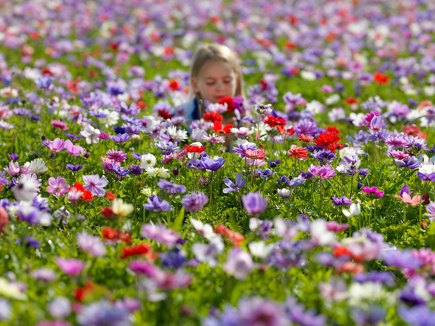 Anemones All About Anemone Bulbs Farmer Gracy S Blog