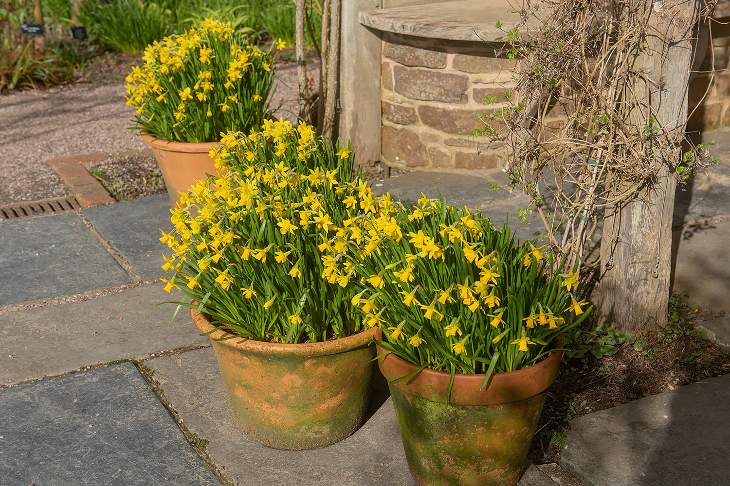 All You Need To Know About Daffodils And Narcissi Farmer Gracy