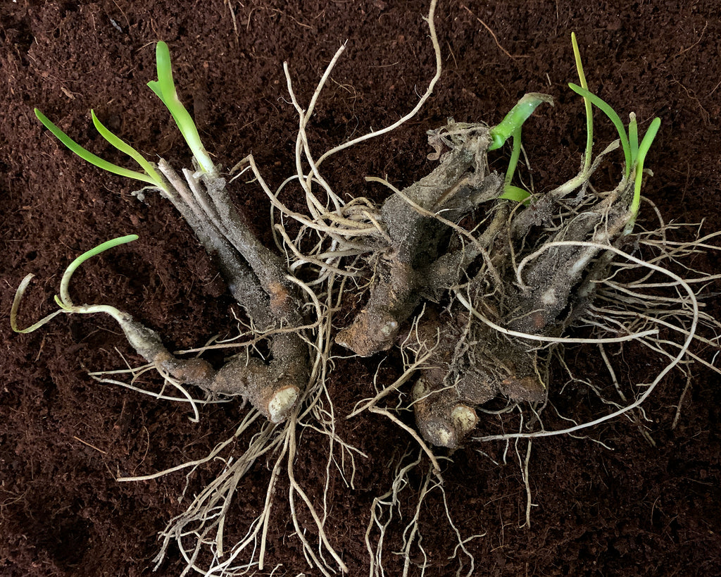 How To Grow Perfect Perennials From Bare Roots Farmer Gracy S Blog