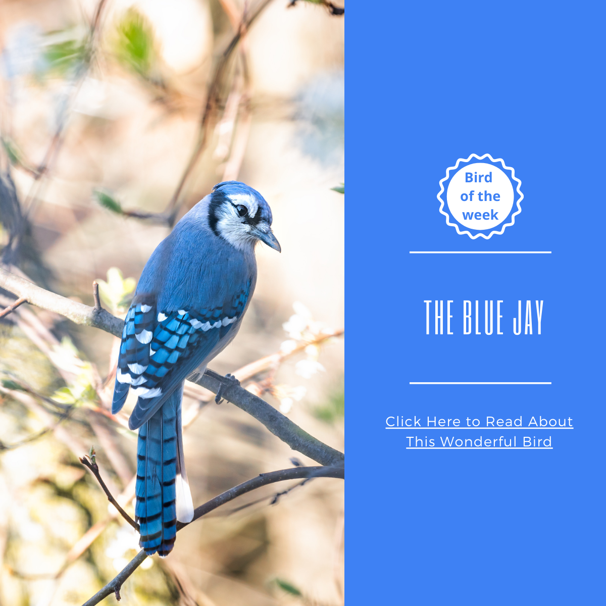 Bird Of The Week The Blue Jay Nature Anywhere