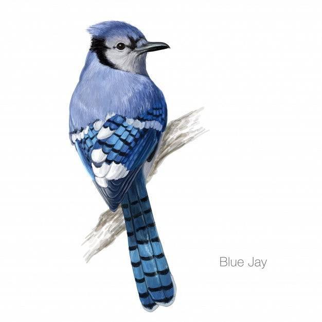 Bird Of The Week The Blue Jay Nature Anywhere