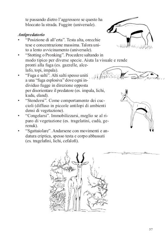 Guida Dei Mammiferi D Africa E Guida Pratica Al Safari