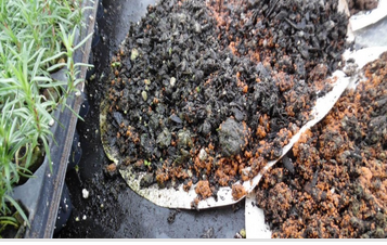 Masonjars Com Is Mold In Your Soil Good Or Bad Lessons In Soil Microbiology