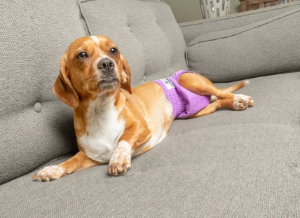 What To Do When Your Dog Is In Heat Female Dogs In Heat Pet Parents